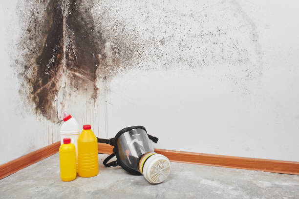 Best Black Mold Remediation in Mcgraw, NY