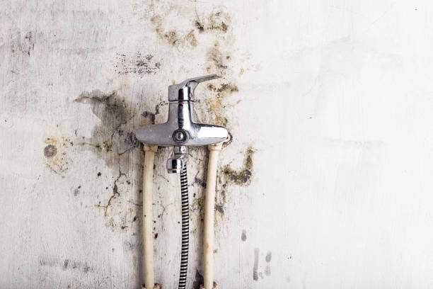 Best Post-Flood Mold Remediation in Mcgraw, NY