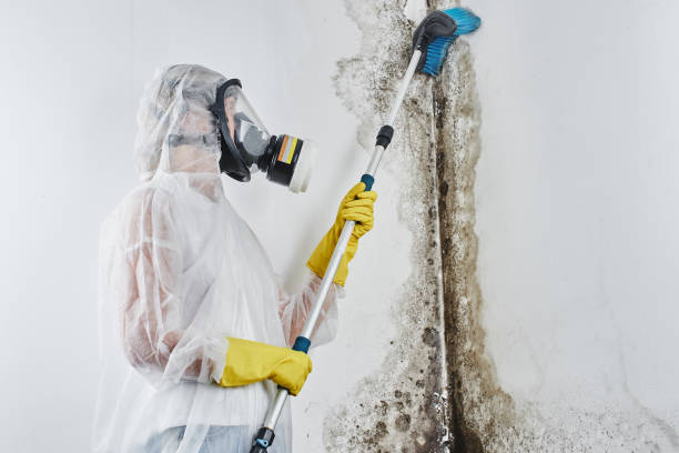 Best Health and Safety Mold Remediation in Mcgraw, NY