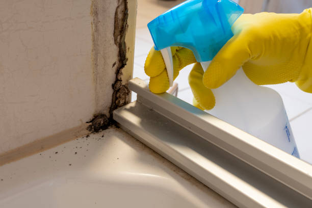 Best Residential Mold Remediation in Mcgraw, NY