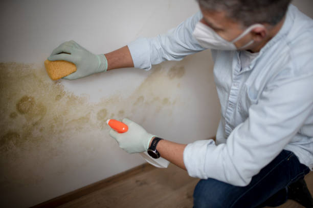 Best Kitchen Mold Remediation in Mcgraw, NY