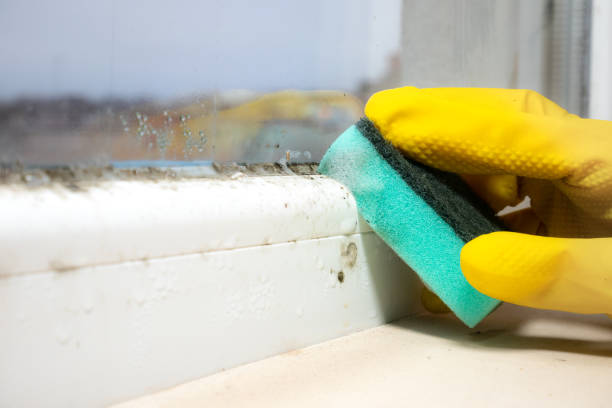 Best Industrial Mold Remediation in Mcgraw, NY
