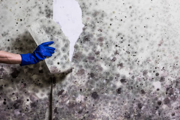 Best Bathroom Mold Remediation in Mcgraw, NY
