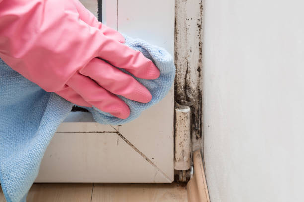 Best Crawl Space Mold Remediation in Mcgraw, NY