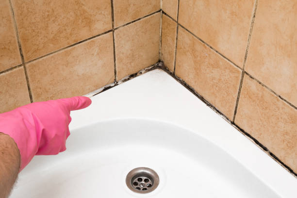 Best Commercial Mold Remediation in Mcgraw, NY